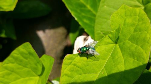 Close-up of housefly on leaf