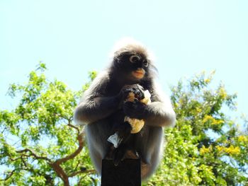 Low angle view of monkey on tree against clear sky