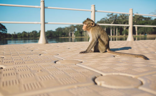 Monkey sitting on footpath against sky