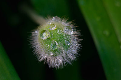 Close-up of dandelion flower