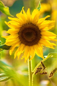 Close-up of sunflower