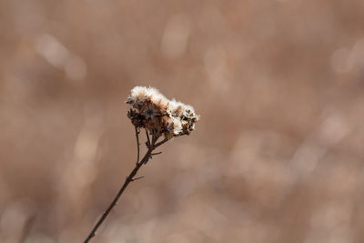 Close-up of honey bee on plant