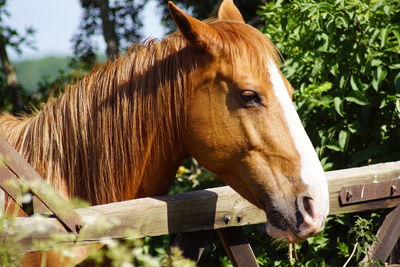 Horse in ranch