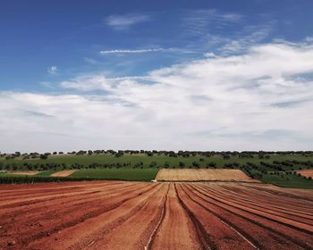 Scenic view of agricultural field against sky