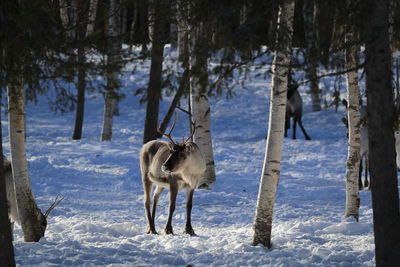 View of horse on snow covered field