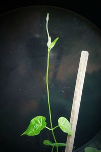 High angle view of plants growing in water