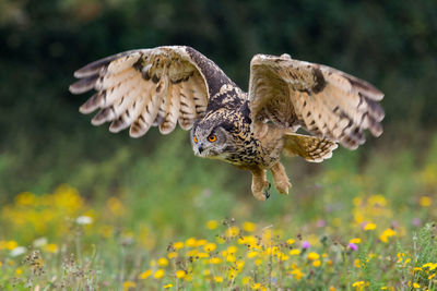 Close-up of owl flying over wildflowers