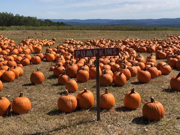 Pumpkins on field against sky