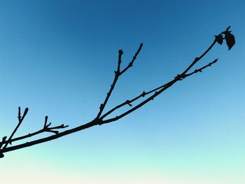 Low angle view of silhouette perching on tree against clear blue sky