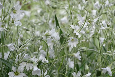 Close-up of white flowering plants on field