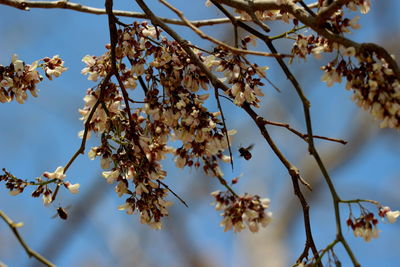 Low angle view of apple blossoms in spring