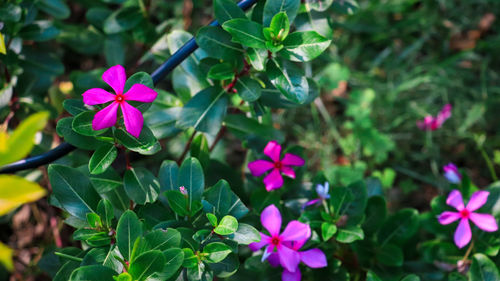 Close-up of pink flowering plant