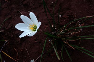 Close-up of white flower