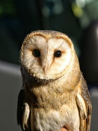 Close-up of barn owl during sunny day