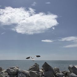 Seagull flying over sea against sky