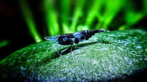 Close-up of insect on leaf