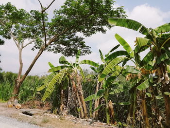 Low angle view of trees against sky