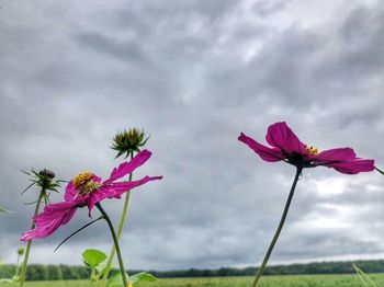 Close-up of pink flowering plant against cloudy sky