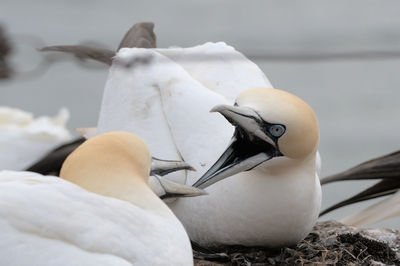 Close-up of birds in nest