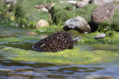 Close-up of crab on rock in lake