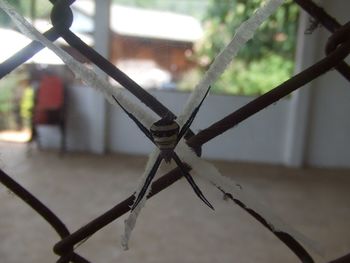 Close-up of insect on web