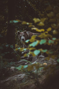 Portrait of bear in forest