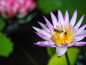 Close-up of insect on pink flower