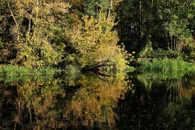Scenic view of lake in forest