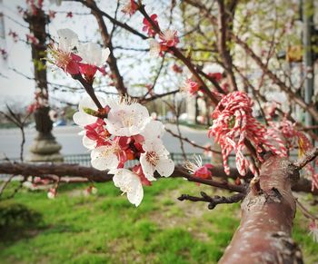Close-up of pink cherry blossom tree