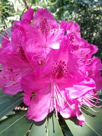 Close-up of pink flowering plant