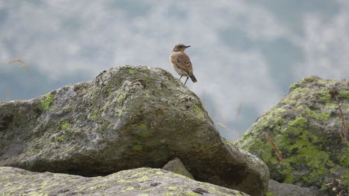 Low angle view of bird perching on rock