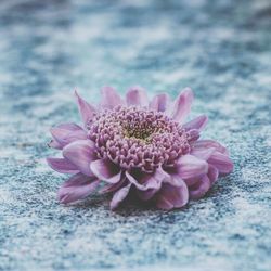 Close-up of pink flower