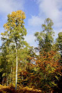 Low angle view of tree against sky