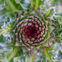 Close-up of succulent plant