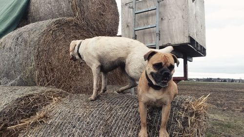 Portrait of dog