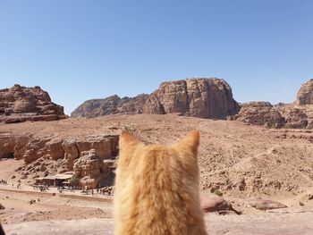 View of a cat on rock