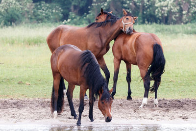 Horses standing in ranch