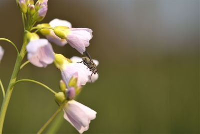 Close-up of insect on purple flowering plant