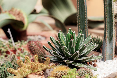 Ornamental of cactus in the park with sunlight.