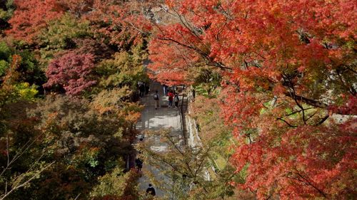 High angle view of trees in forest during autumn