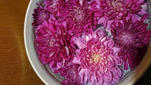 Close-up of pink flowers