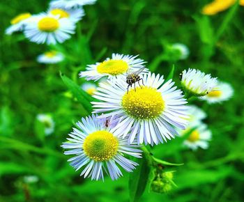 Close-up of insect on flower