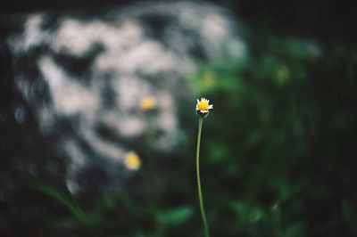 Close-up of yellow flower against blurred background