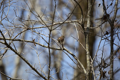 Low angle view of bare tree branches