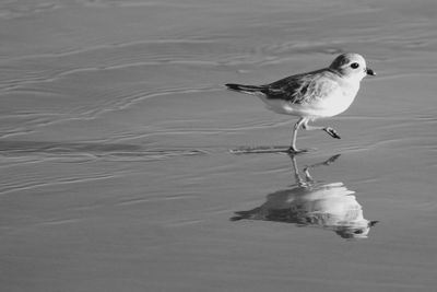 Seagull on beach