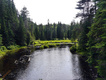 River amidst trees in forest against sky