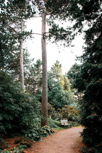 Footpath amidst trees in forest against sky