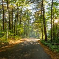 Road amidst trees in forest