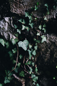 Full frame shot of tree trunk