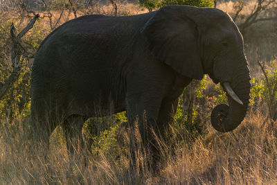 African elephant standing on grassy field